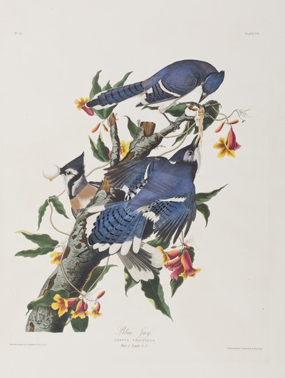 Illustration from 