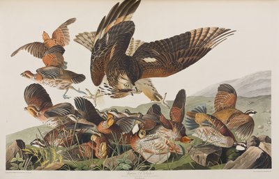 Illustration from 