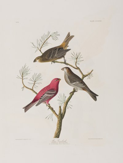 Illustration from 