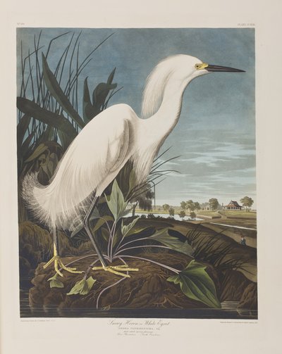 Illustration from 