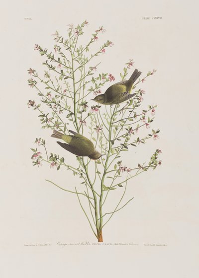 Illustration from 