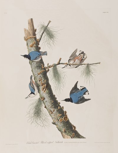 Illustration from 