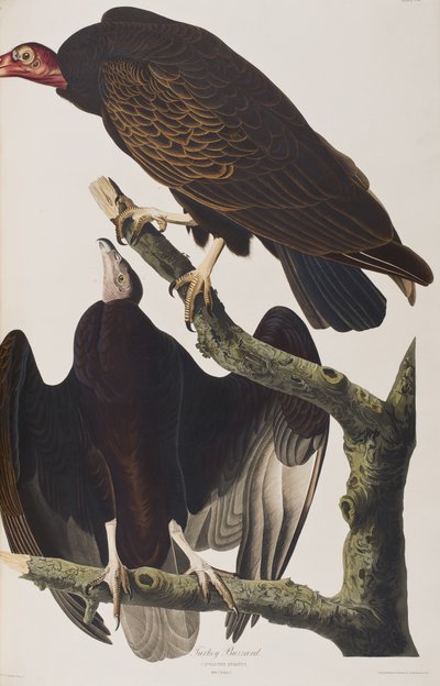 Illustration from 