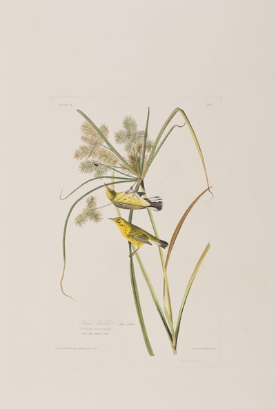 Illustration from 