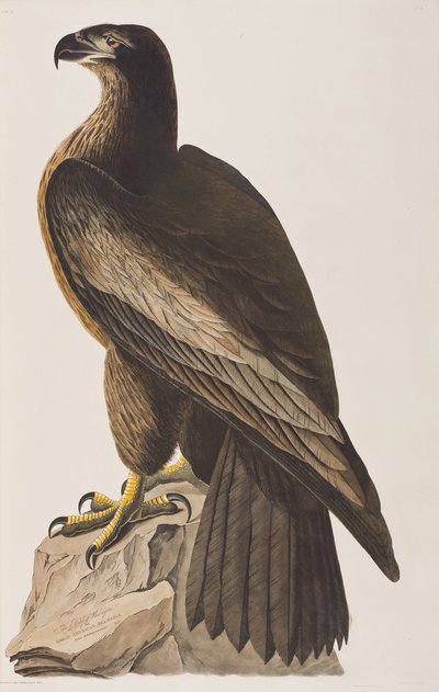 Illustration from 