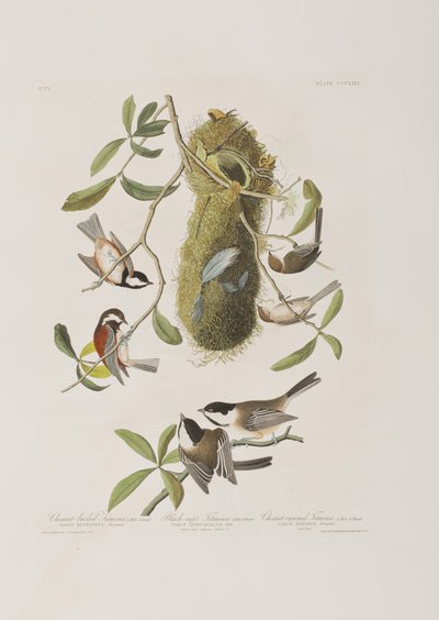 Illustration from 