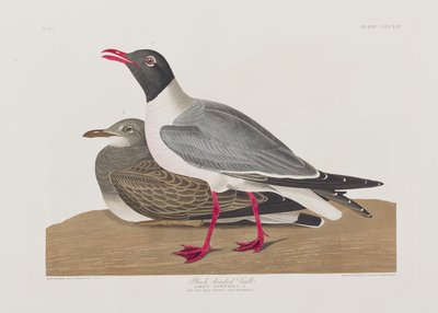 Illustration from 