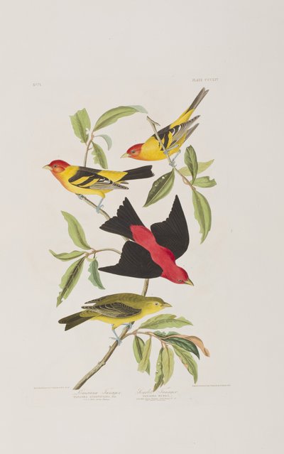 Illustration from 