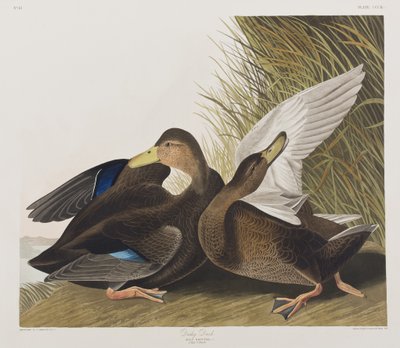 Illustration from 
