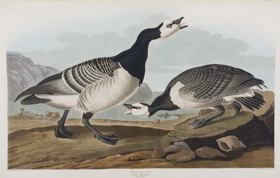Illustration from 