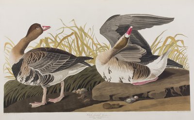 Illustration from 