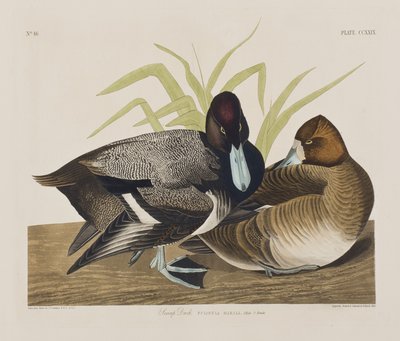 Illustration from 