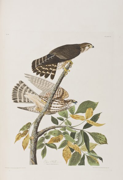 Illustration from 