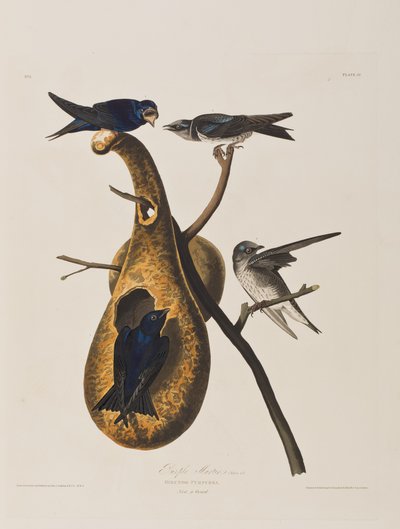 Illustration from 