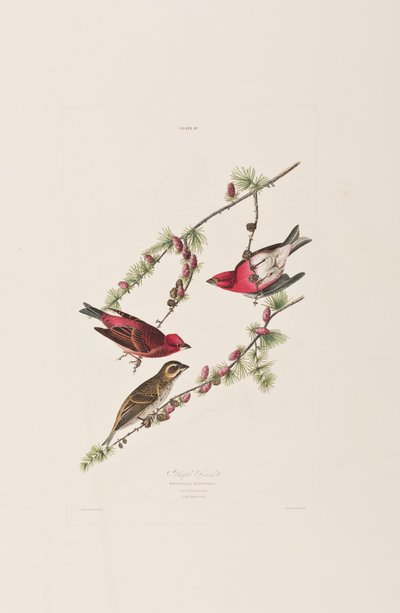 Illustration from 