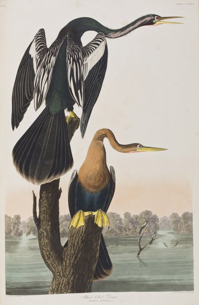 Illustration from 