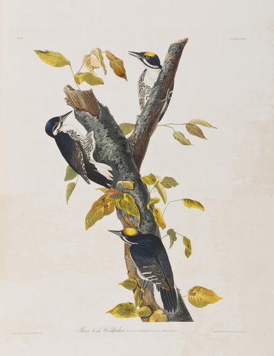 Illustration from 