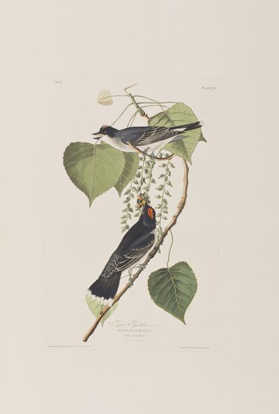 Illustration from 