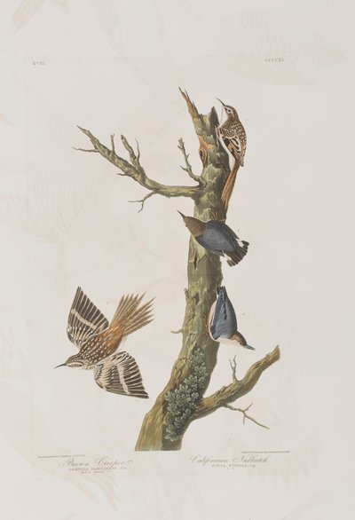 Illustration from 