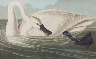 Illustration from 