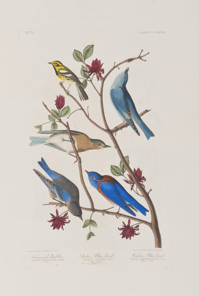 Illustration from 