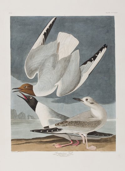 Illustration from 