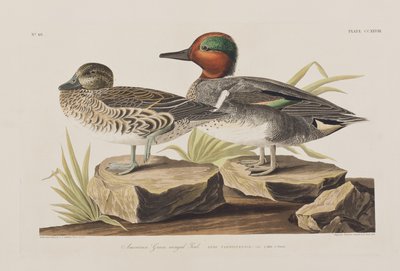 Illustration from 