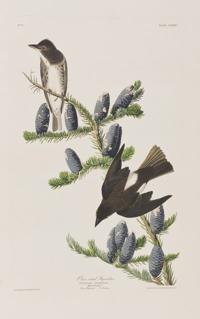 Illustration from 