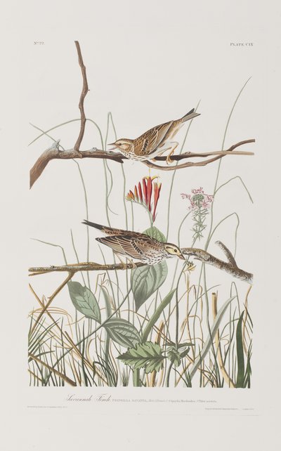 Illustration from 