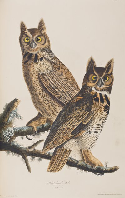Illustration from 