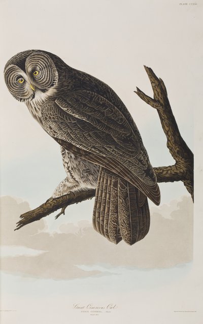 Illustration from 