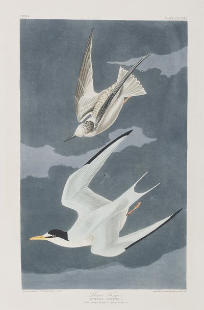 Illustration from 