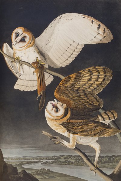 Illustration from 