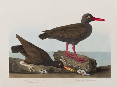 Illustration from 