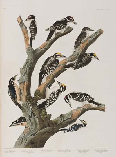 Illustration from 