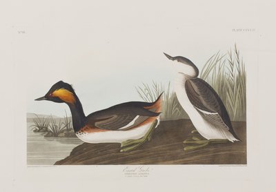 Illustration from 