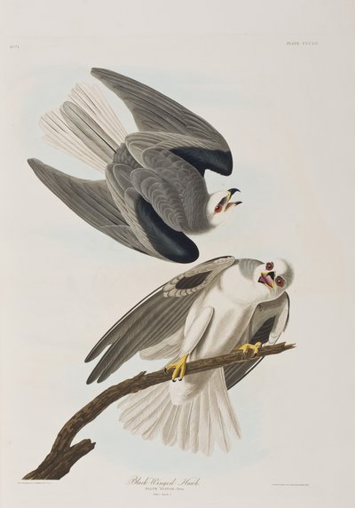Illustration from 