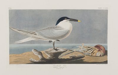 Illustration from 