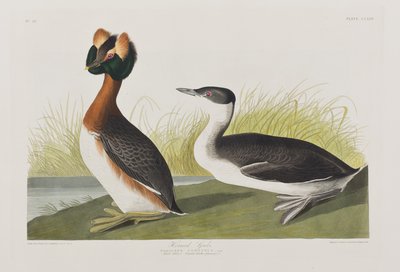 Illustration from 