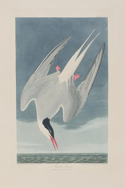 Illustration from 