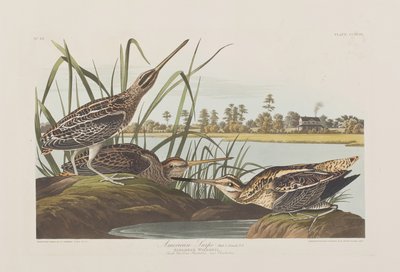 Illustration from 