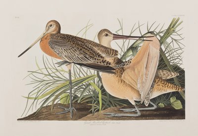 Illustration from 