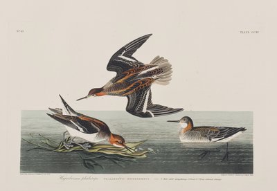 Illustration from 