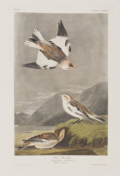 Illustration from 
