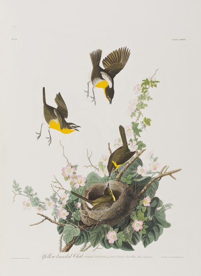 Illustration from 