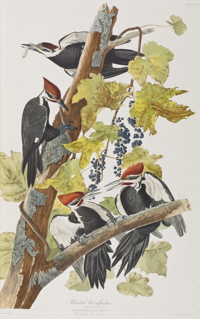 Illustration from 