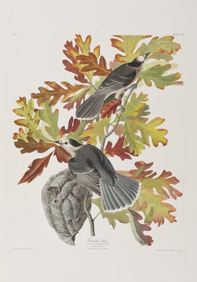 Illustration from 