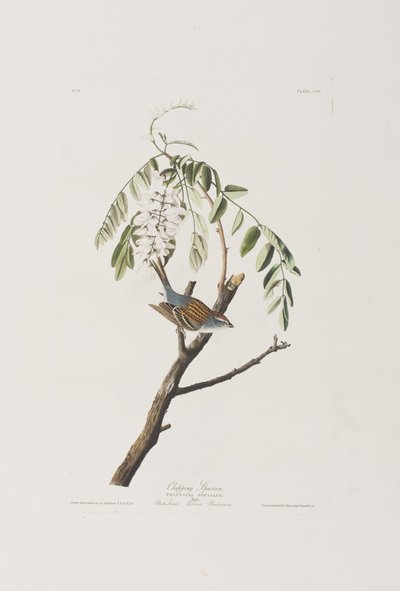 Illustration from 