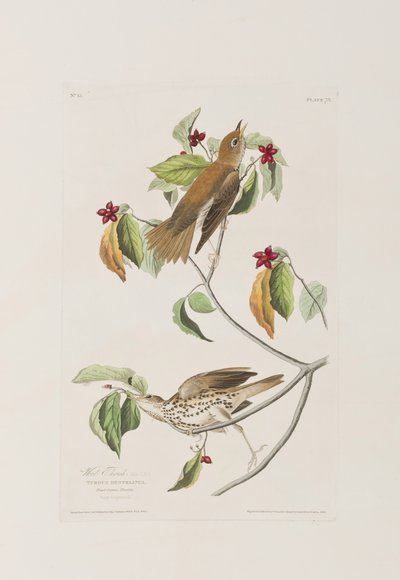 Illustration from 
