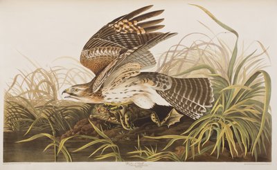 Illustration from 